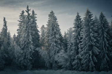 Kış ormanında karlı ağaçlar