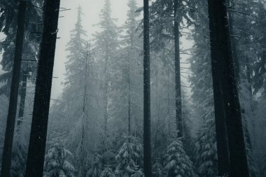 Kış ormanında karlı ağaçlar