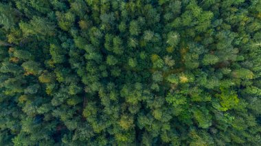 Slovenia alps mountain forest from above.