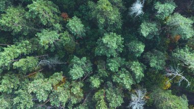 Aerial View Over a Pine tree forest.