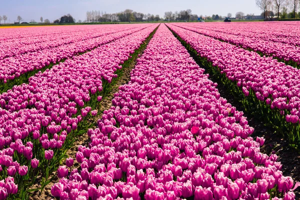 Hollanda 'daki lale tarlası. Çiçekli kırsal bahar manzarası.