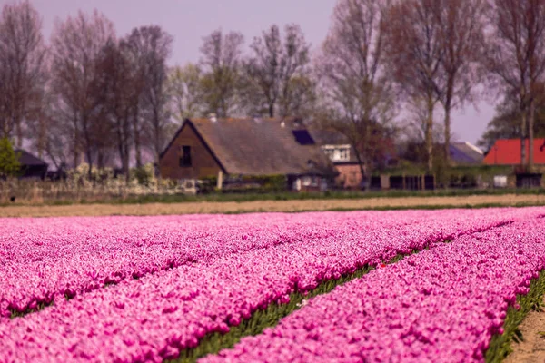 Tulpenfeld Den Niederlanden Bäuerliche Frühlingslandschaft Mit Blumen Und Einem Bauernhof — Stockfoto