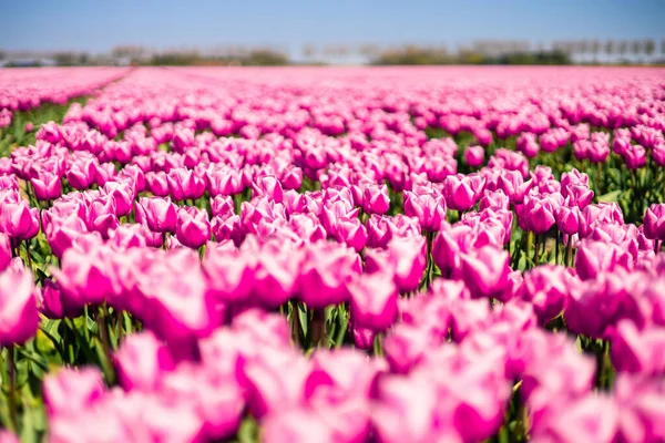 Tulipán Mező Hollandiában Vidéki Tavaszi Táj Virágokkal — Stock Fotó