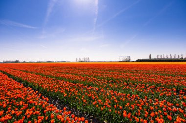 Hollanda 'daki lale tarlası. Çiçekli kırsal bahar manzarası.