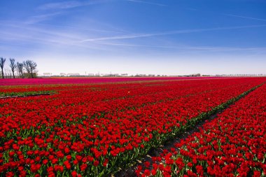 Hollanda 'daki lale tarlası. Çiçekli kırsal bahar manzarası.