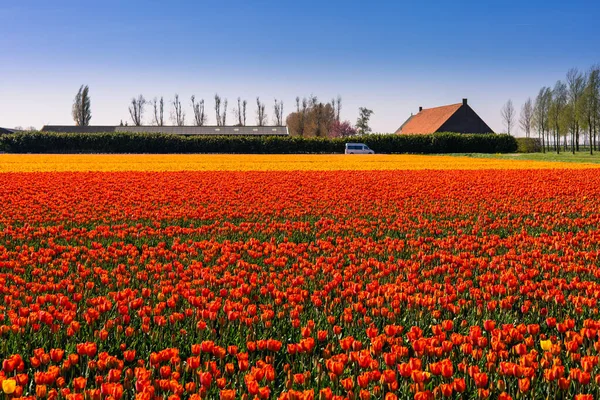 Tulipánové Pole Nizozemsku Venkovská Jarní Krajina Květinami — Stock fotografie