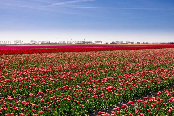 Campo Tulipani Nei Paesi Bassi Paesaggio Rurale Primaverile Con Fiori — Foto Stock
