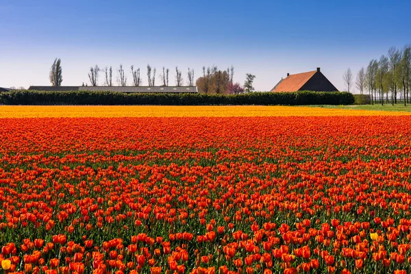 Tulipánové Pole Nizozemsku Venkovská Jarní Krajina Květinami — Stock fotografie