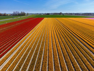 Hollanda 'daki lale tarlası, yukarıdan. Çiçekli Kırsal Bahar Manzarası, İHA Çekimi.