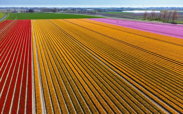 Tulip Field Netherlands Shove Venkovské Jarní Krajina Květinami Dron Shot — Stock fotografie