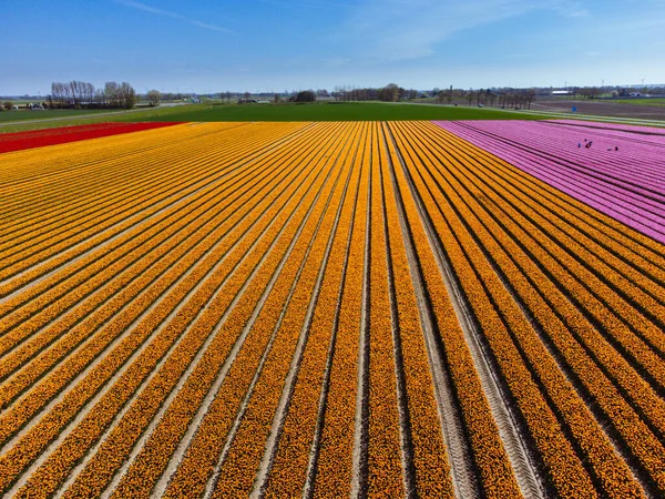 Тюльпановое Поле Нидерландах Сверху Пейзаж Сельской Весны Цветами Дрон Выстрел — стоковое фото