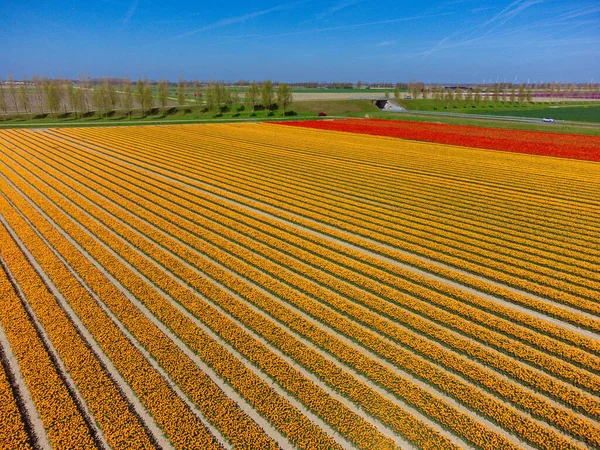 Campo Tulipanes Los Países Bajos Desde Arriba Paisaje Primavera Rural —  Fotos de Stock