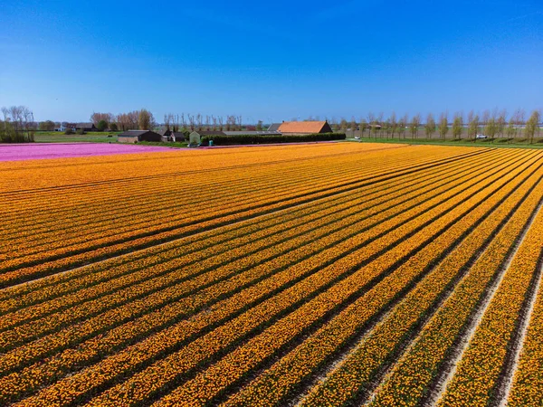 Campo Tulipanes Los Países Bajos Una Granja Desde Arriba Paisaje — Foto de Stock