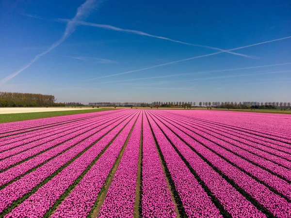 Campo Tulipani Nei Paesi Bassi Dall Alto Paesaggio Rurale Primaverile — Foto Stock