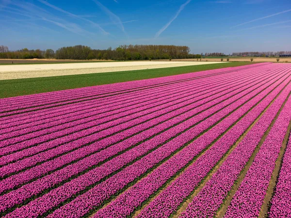 Tulip Field Netherlands Shove Venkovské Jarní Krajina Květinami Dron Shot — Stock fotografie