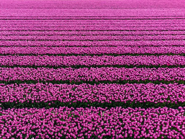 Pole Tulipanów Holandii Góry Krajobraz Wsi Wiosna Kwiatami Drone Shot — Zdjęcie stockowe