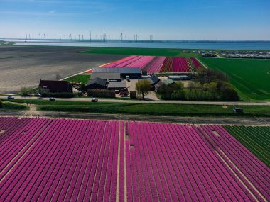 Lale tarlası ve Hollanda 'nın yukarısında bir çiftlik. Çiçekli Kırsal Bahar Manzarası, İHA Çekimi