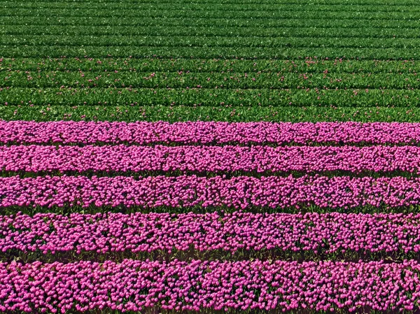 上からオランダのチューリップ畑 花と農村春の風景 ドローンショット — ストック写真