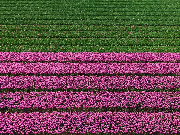 Pole Tulipanów Holandii Góry Krajobraz Wsi Wiosna Kwiatami Drone Shot — Zdjęcie stockowe