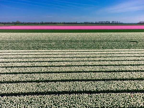 Campo Tulipanes Los Países Bajos Desde Arriba Paisaje Primavera Rural — Foto de Stock