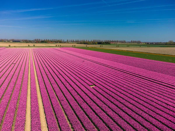 Campo Tulipani Nei Paesi Bassi Dall Alto Paesaggio Rurale Primaverile — Foto Stock