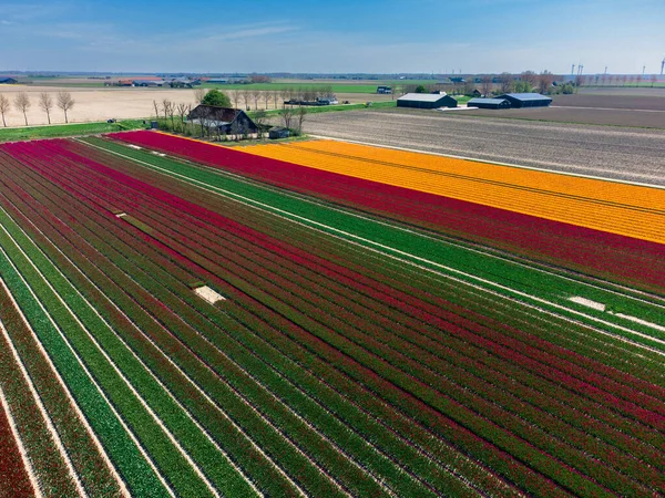 Stock image Tulip Field And A Farm In The Netherlands From Above. Rural Spring Landscape With Flowers, Drone Shot