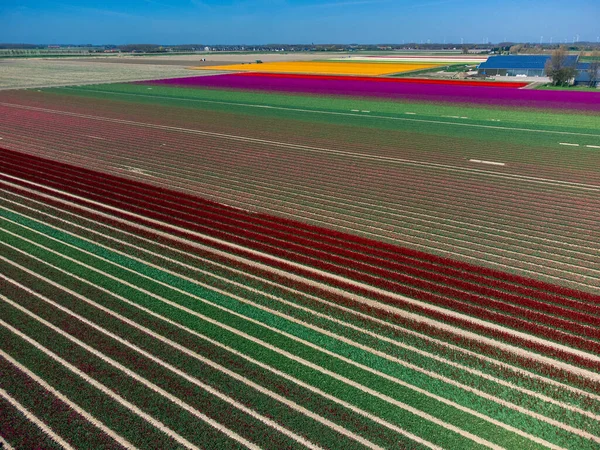 stock image Tulip Field And A Farm In The Netherlands From Above. Rural Spring Landscape With Flowers, Drone Shot