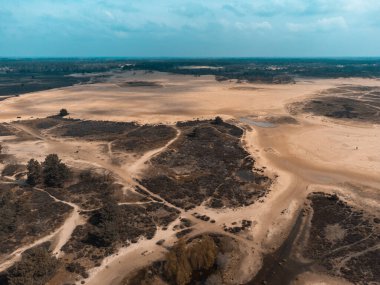 The Loonse and Drunense Duinen Ulusal Parkı 'nda Çölün, Çamların ve Mavi Gök' ün En İyi Görüntüsü
