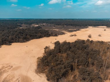 The Loonse and Drunense Duinen Ulusal Parkı 'nda Çölün, Çamların ve Mavi Gök' ün En İyi Görüntüsü