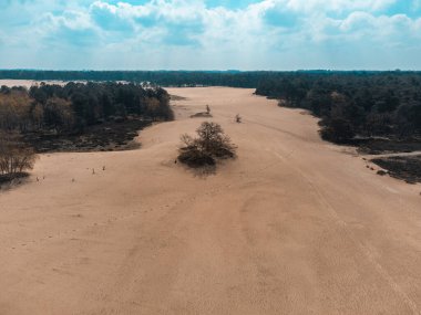 The Loonse and Drunense Duinen Ulusal Parkı 'nda Çölün, Çamların ve Mavi Gök' ün En İyi Görüntüsü