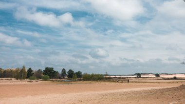 Loonse ve Drunense Duinen Ulusal Parkı, Mavi Gökyüzü, Büyük Beyaz Bulutlar, Uzakta Çamlar, Kuru Ağaçlar ve Sarı Kum