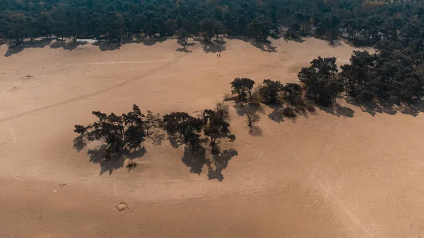 Uma Vista Superior Deserto Pinheiros Parque Nacional Loonse Drunense Duinen — Fotografia de Stock