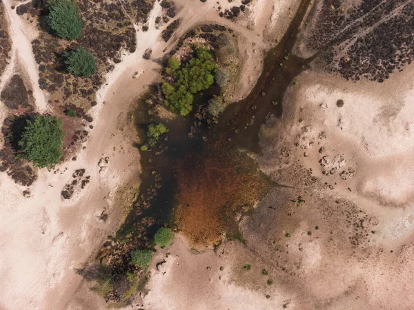 Uma Vista Superior Deserto Pinheiros Pequeno Lago Loonse Drunense Duinen — Fotografia de Stock