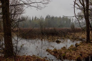 Bulutlu Gök ve Yağmur Damlaları Altında Bir Bahar Ormanı Gölü Huzurlu Sahnesi