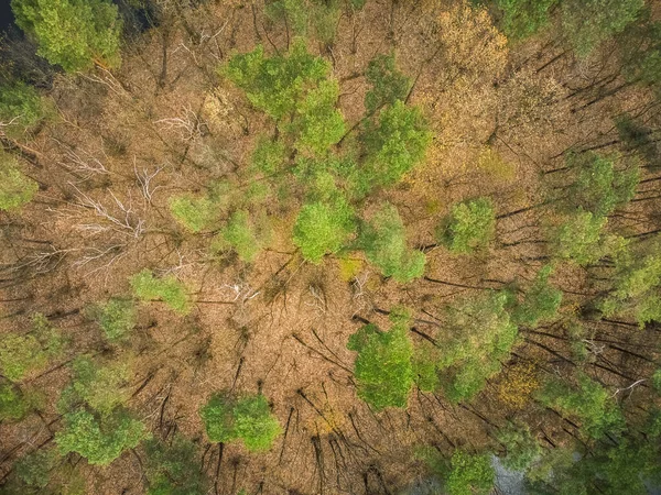 稀疏森林中树梢的顶视图 — 图库照片