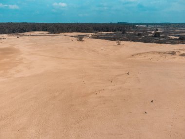 The Loonse and Drunense Duinen Ulusal Parkı 'nda Çölün, Çamların ve Mavi Gök' ün En İyi Görüntüsü