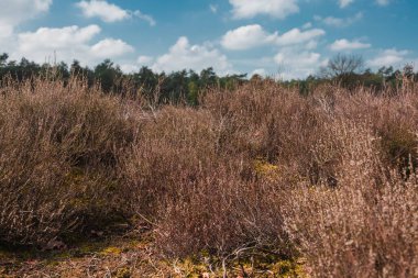 The Loonse and Drunense Duinen Ulusal Parkı 'nda kuru ot, yosun ve çalılar.