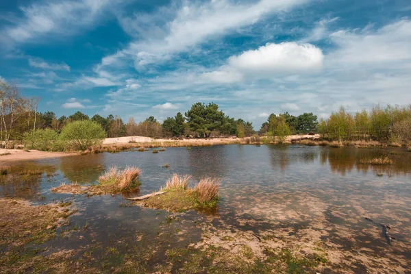 The Loonse and Drunense Duinen Ulusal Parkı 'nda çim ve ağaçlarla çevrili bir göl.