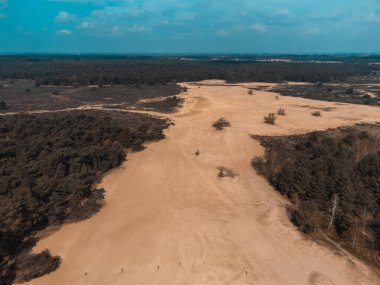 The Loonse and Drunense Duinen Ulusal Parkı 'nda Çölün, Çamların ve Mavi Gök' ün En İyi Görüntüsü
