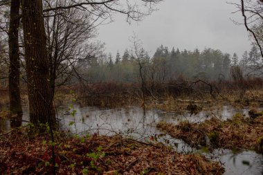 Bulutlu Gök ve Yağmur Damlaları Altında Bir Bahar Ormanı Gölü Huzurlu Sahnesi