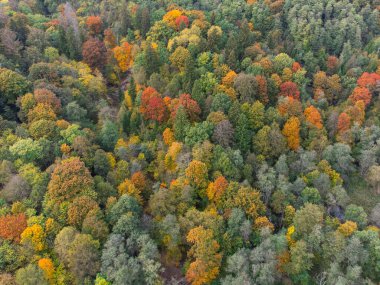 Sonbahar Ormanı, Yukarıdan Renkli Ağaçlar, Gökyüzü Görünümü