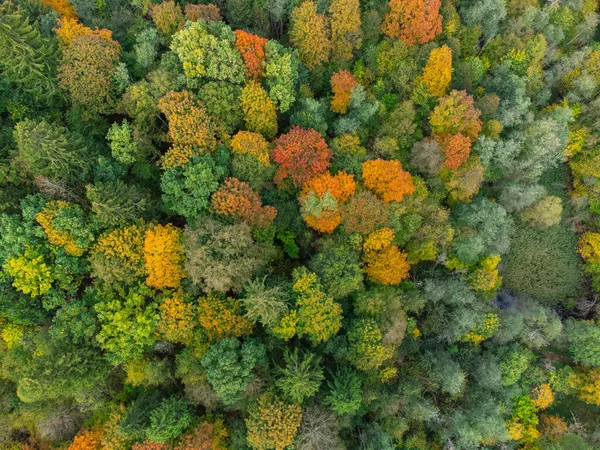 Őszi Erdő Színes Fák Felülről Légi Kilátás — Stock Fotó