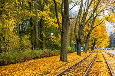 Sonbahar Sokağı 'nda Sarı Yapraklar. Tren rayları Sarı Yapraklarla kaplıdır. Polonya, Poznan, Solacz