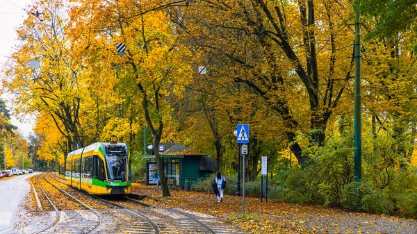 Tram Rides Rails Coperto Foglie Gialle Autunno Giorno Lungo Una — Foto Stock
