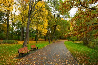 Solacz Sonbahar Parkı 'nda fenerler ve banklarla dolu bir patika. Polonya, Poznan