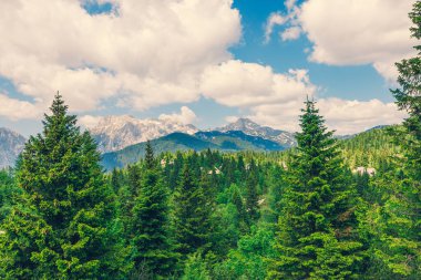 Alp Çayırları, Ağaçlı Dağ Vadisi, Yeşil Çimen ve Bulutlu Mavi Gökyüzü. Velika Planina, Slovenya