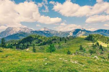 Alp Çayırları, Ağaçlı Dağ Vadisi, Yeşil Çimen ve Bulutlu Mavi Gökyüzü. Velika Planina, Slovenya