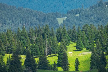 Dağ Vadisi ve Yeşil Çimenli Alp Çayırları. Velika Planina, Slovenya