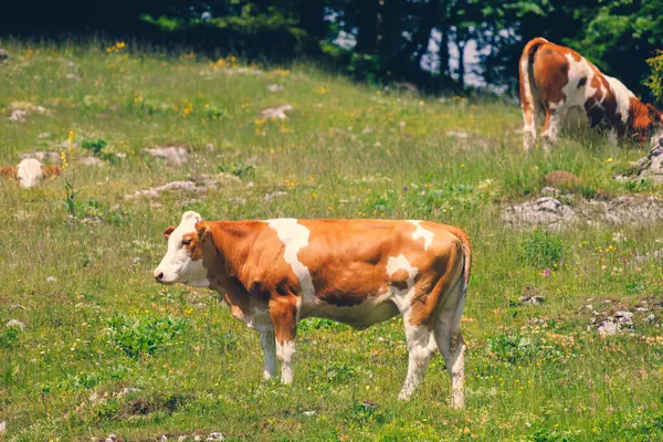 Slovenya 'nın Savinja Alplerindeki Velika Planina Ovası' nın Çayırında İnekler