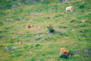 Slovenya 'nın Savinja Alplerindeki Velika Planina Ovası' nın Çayırında İnekler